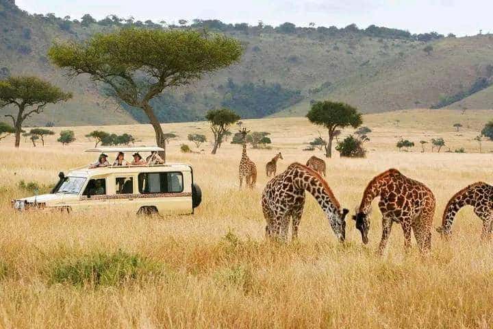 Giraffes grazing near a safari van on an East African game drive