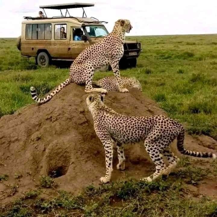 Giraffes standing in an East African landscape