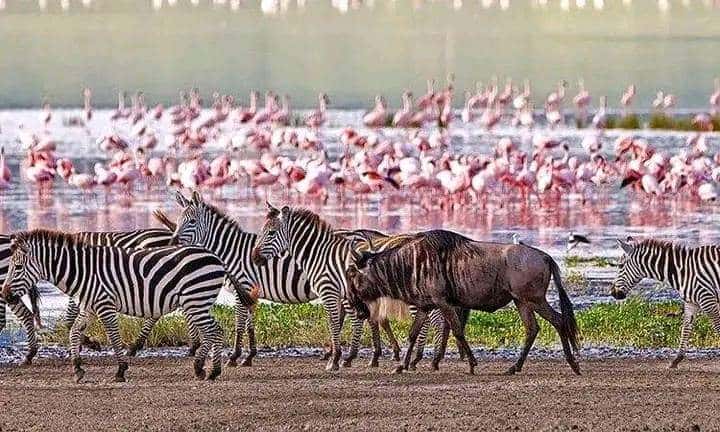 Zebras and flamingos near a Kenyan lake landscape