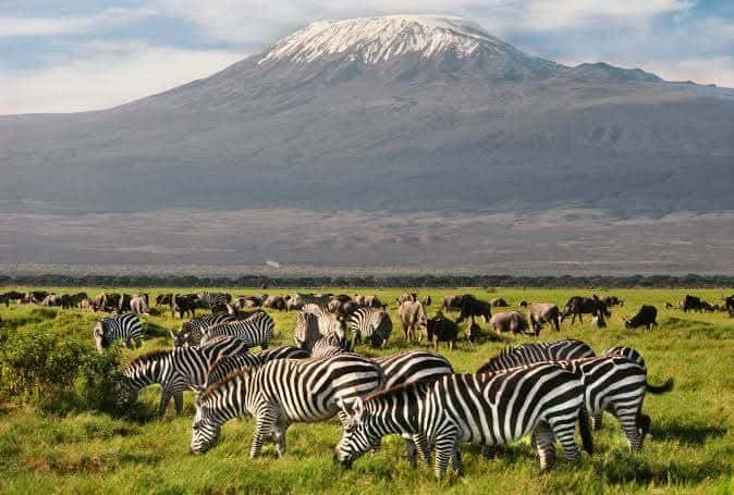 Zebra herd grazing below Mount Kilimanjaro near Amboseli