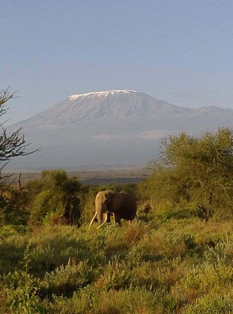 Elephant standing in bush below Mount Kilimanjaro on a combined Kenya and Tanzania safari