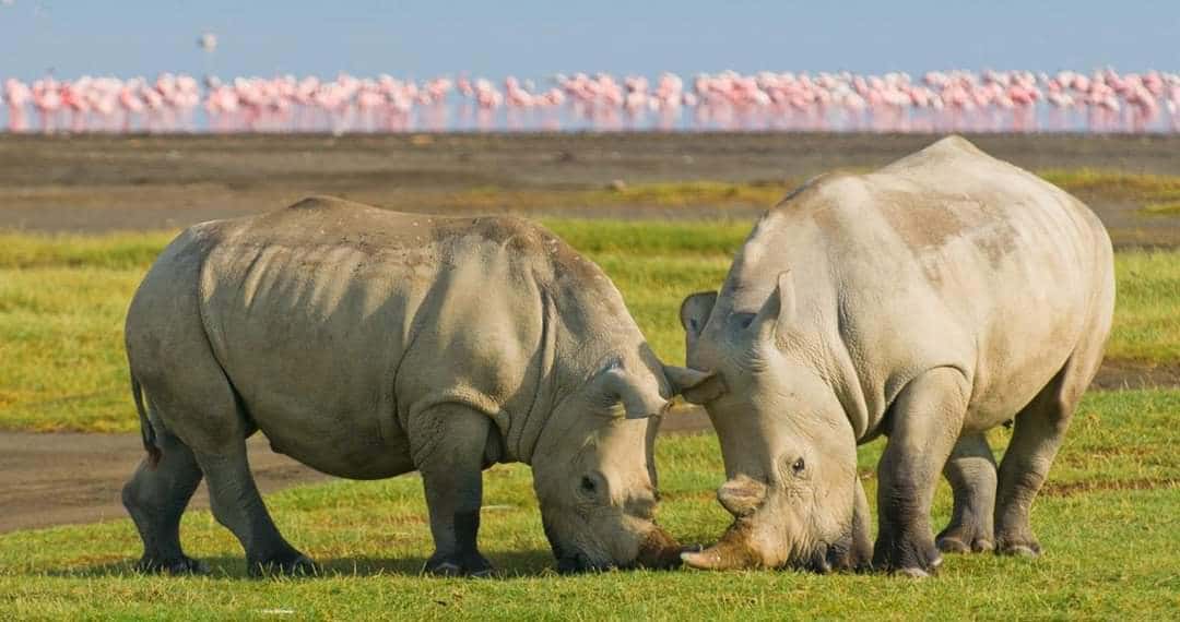 Two white rhinos grazing with flamingos along Lake Nakuru