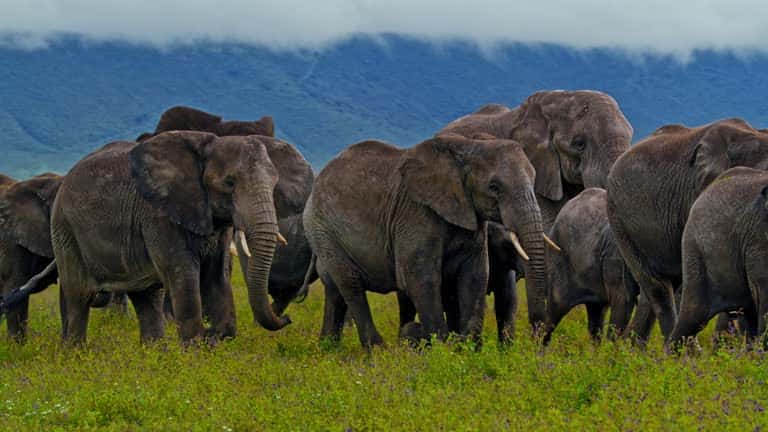 Elephant herd grazing in green grass with dark crater hills behind