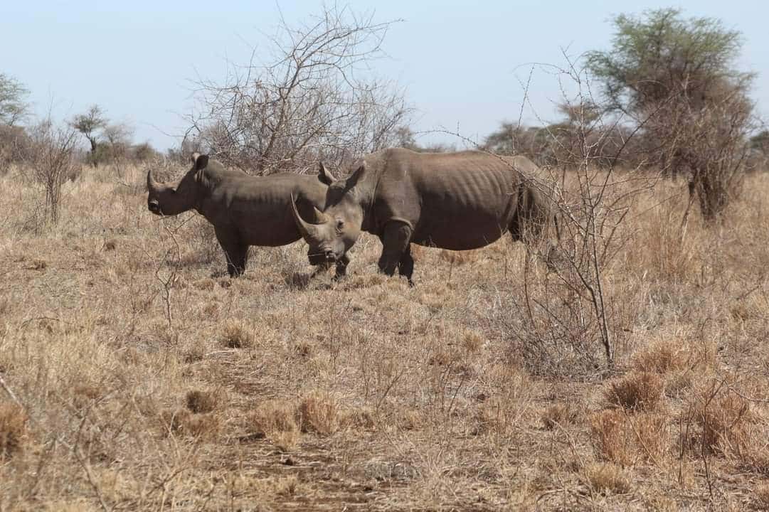 Two rhinos standing in dry bushland during a Kenya game drive