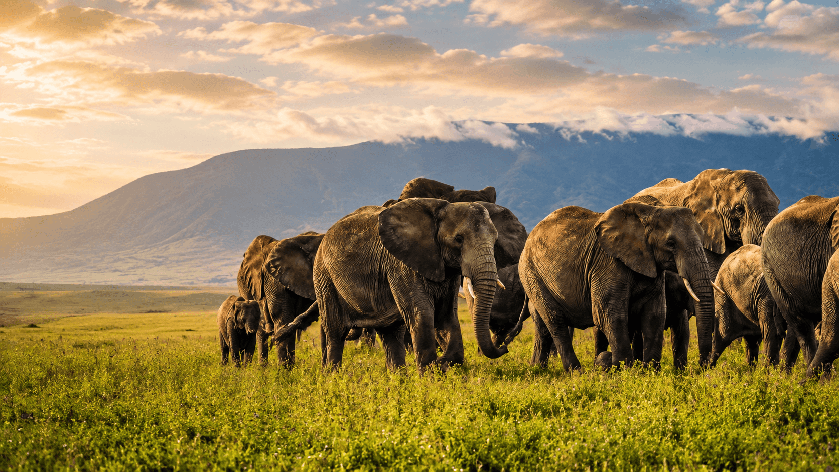 Elephant herd walking through golden savannah at sunset with a mountain backdrop