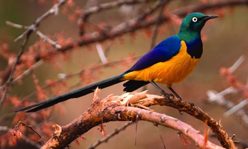 bird watching kenya