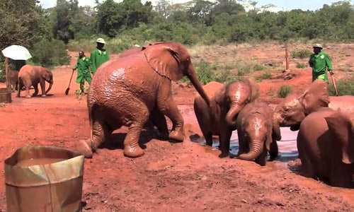 David Sheldrick Elephant Orphanage