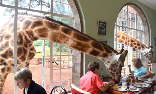 Giraffe Centre And Karen Blixen