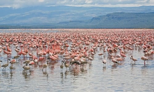 lake nakuru safaris