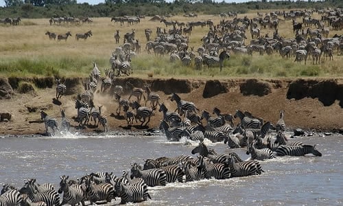 masai mara safaris