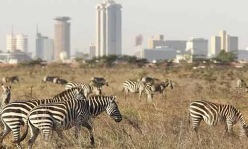 nairobi national park