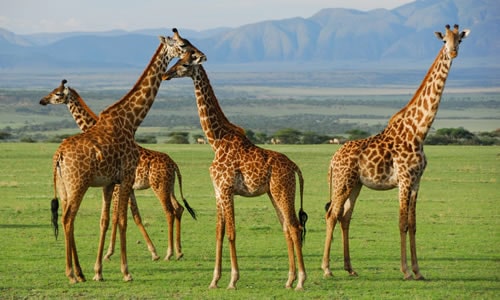 serengeti national park