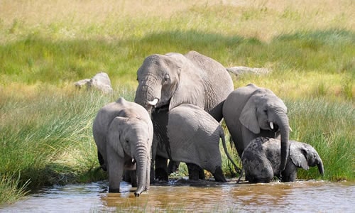 serengeti national park