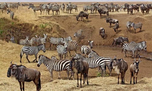 tanzania safari destinations